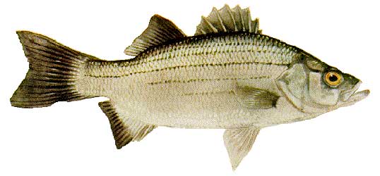 White Bass