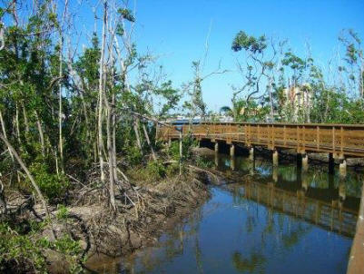 mangroves are a part of the marine environment in florida