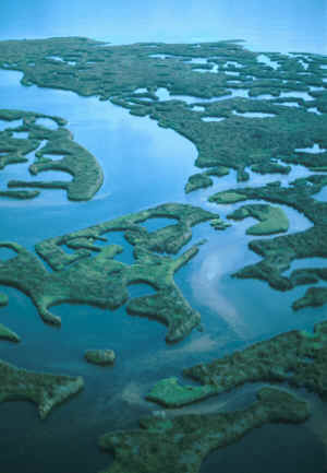 Florida salt marshes