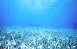 florida seagrass bed