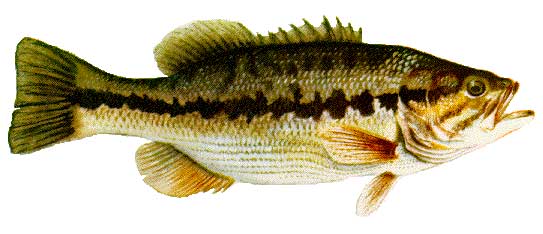 Spotted Bass