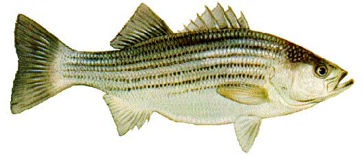 Striped Bass