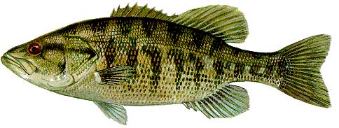 Swuannee Bass